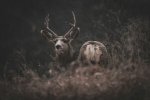 Wildlife